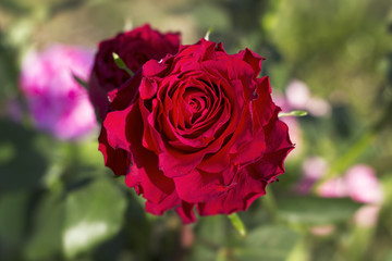 Beautiful Red Rose Close Up