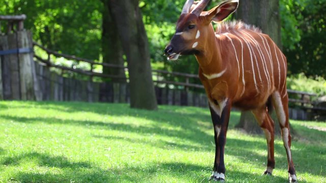 Eastern Bongo Antelope (Tragelaphus eurycerus)