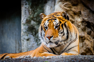 Fiori e animali