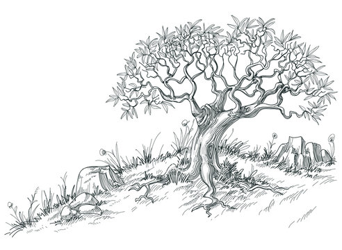 Olive tree graphic