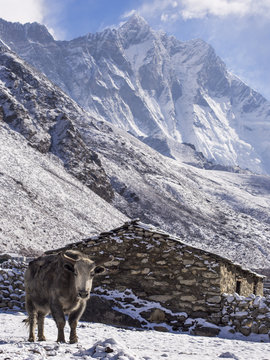 Yak in Front of Village House, Everest Region, Nepal
