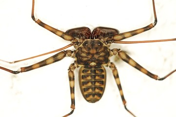 amblipigido