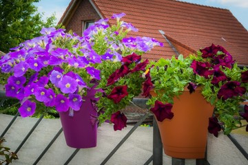 Petunien auf dem Balkon in Töpfen