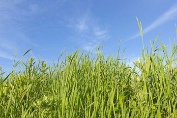 Obraz premium green grass and sky