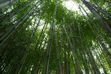 Plakat Bamboo stems