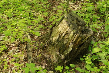 stump in landscape