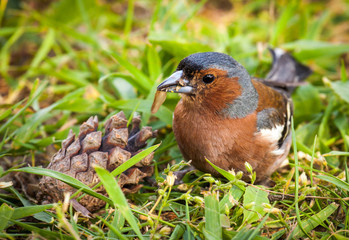 Chaffinch