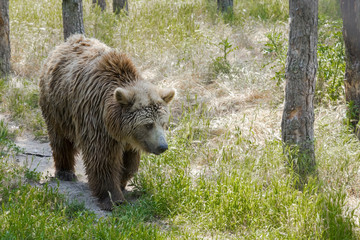 European brown bear (Ursus arctos arctos)