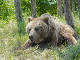 Fototapeta premium European brown bear (Ursus arctos arctos)