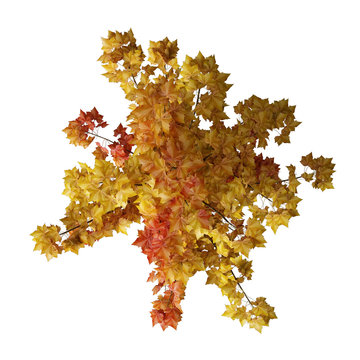 Bird Top View Autumn Tree Isolated On White