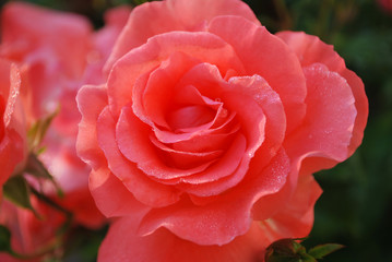 Early morning. Flower of scarlet rose covered with dew