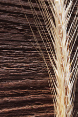 wheat ears background