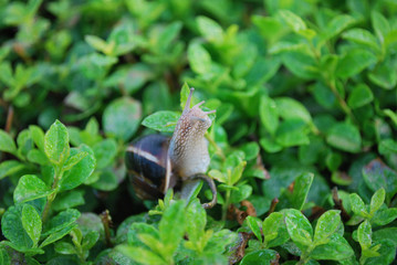 Snail on the hedge