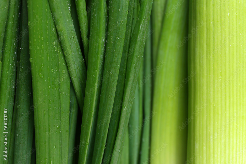 Wall mural Green onion, close up