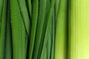 Green onion, close up