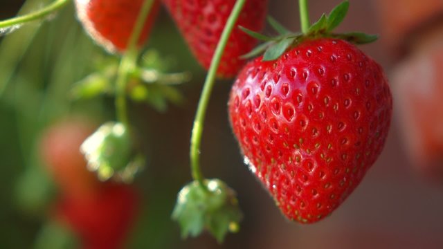 Close up of some ripe strawberries in the plantation