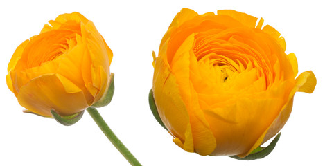 ラナンキュラス