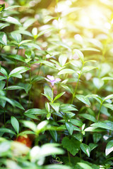 Spring plants in garden