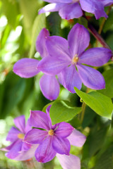 Spring purple flowers, outdoors