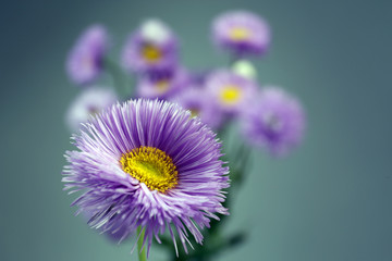 Fototapeta premium Beautiful wild flowers on grey background