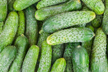 Background made of cucumbers