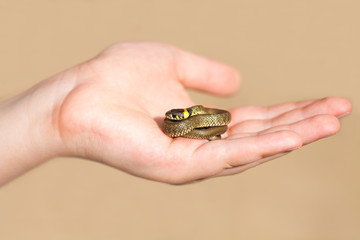 Obraz premium Little snake in male hand