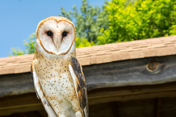 Barn Owl