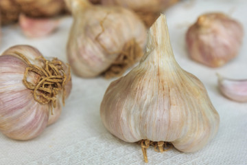 Garlic