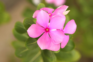 Pink flowers in the garden.