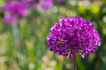Purple Allium Flower