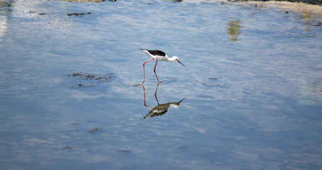 Black-winged Stilt (Himantopus himantopus).