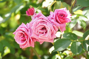 ピンクのバラ