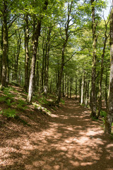 Fototapeta na wymiar Chemin en Forêt des vosges