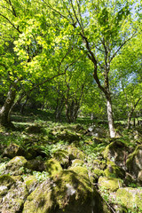 Forêt et mousse sur les rochers