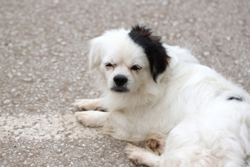 White dog dormant.