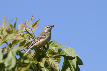 Yellow wagtail