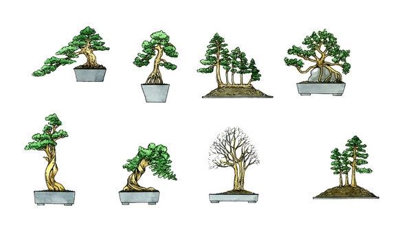 Bonsai. Botany