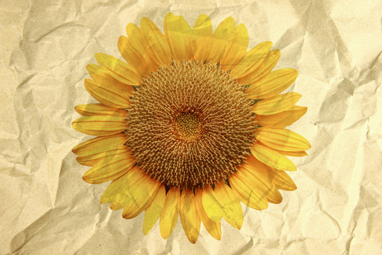 Paper box textured in crumpled of sunflower.