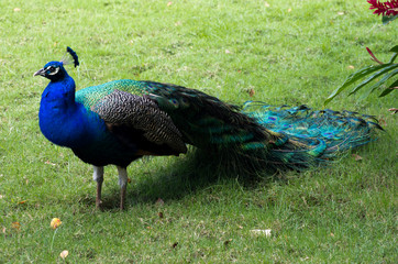 Fototapeta premium Peacock