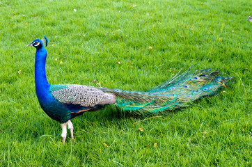 Obraz premium peacock