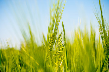 green ears of wheat on the field, soft focus