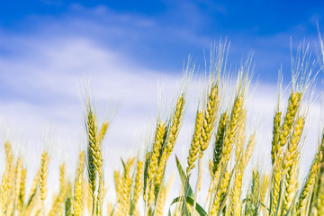 Obraz premium spikelets of wheat on the field on blue sky