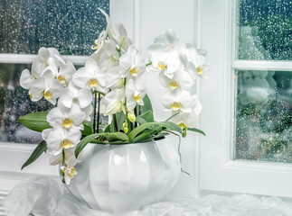 Background with white orchid