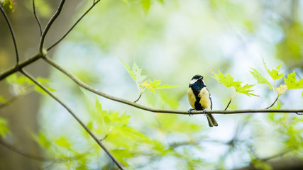 great tit ( parus major ) standing on tree