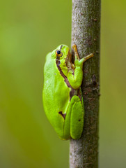 green frog
