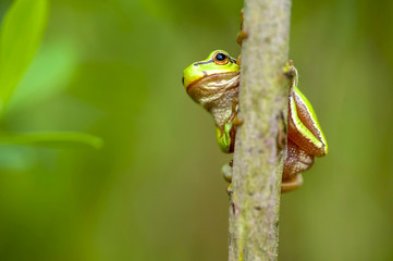 green frog