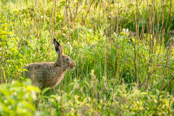 Wild hare in a green garden