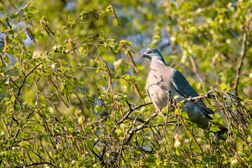 Dove sitting in a tree in the forest