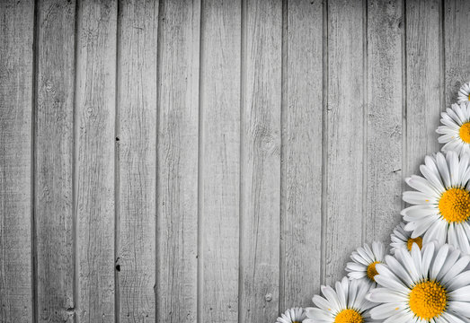 Fototapeta Bright wood background with a marguerit flower