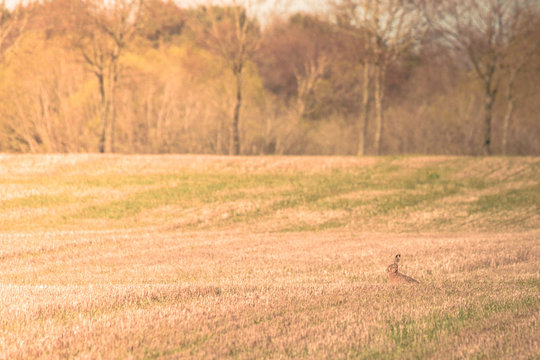 Hare sitting on a field at easter